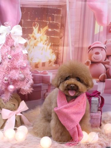 20241211てんくん